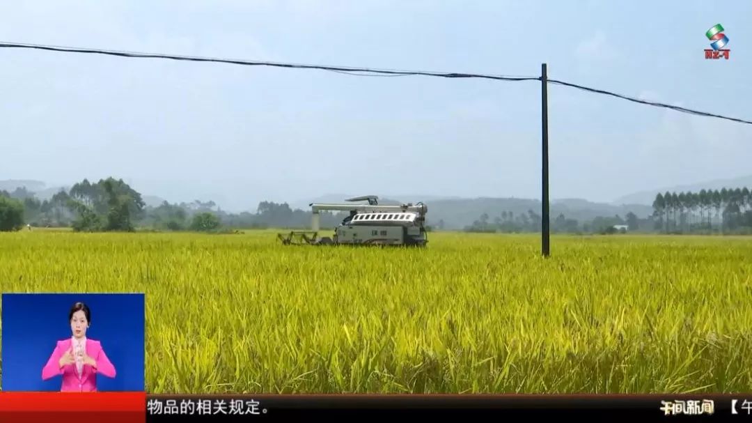 bsports官网庆祝新中国成立70周年｜ 从“弯腰割稻”到“科技农业” 感受农(图3)