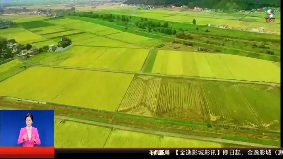 bsports官网庆祝新中国成立70周年｜ 从“弯腰割稻”到“科技农业” 感受农(图13)